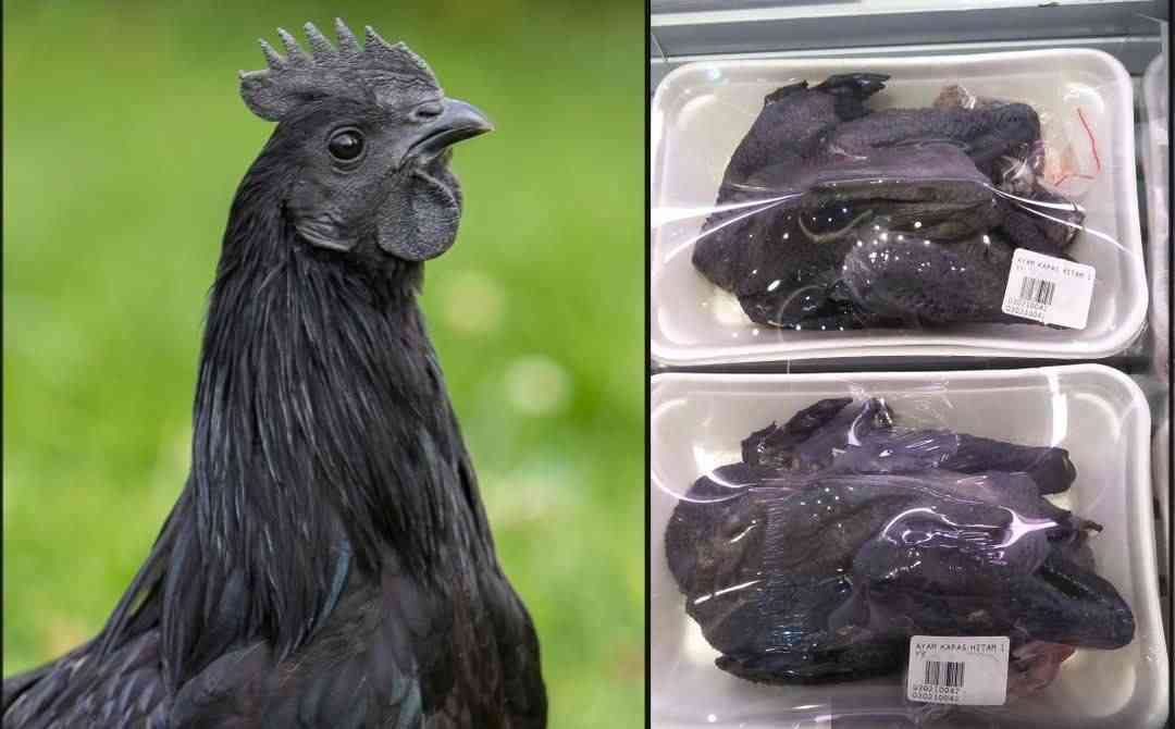 The Ayam Cemani is a rare Indonesian chicken breed known for being entirely black-its feathers, skin, muscles, bones, and even internal organs. | MirrorLog